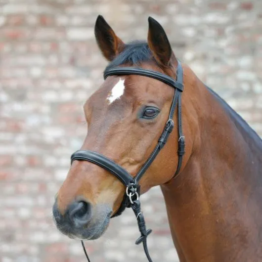 Bridon sans mors cuir Waldhausen - Bridon éthologique cheval - Equestra